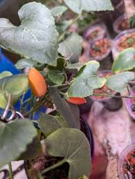 Image result for Corallocarpus welwitschii