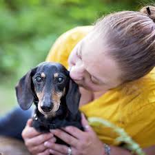 What Is The Dachshund Life Expectancy