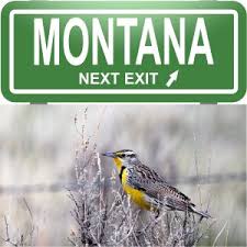Image result for Passerina montana