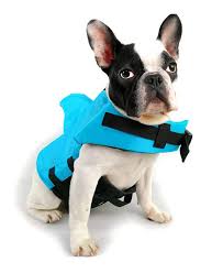 Widest selection of new season & sale only at lyst.com. Fishbabe Shark Life Jackets For Dogs Blue Orange Swimwear For Cats Blue Small Buy Online In Antigua And Barbuda At Antigua Desertcart Com Productid 203486137