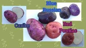 The Last Of The Potatoes Blue Russian Caribe Red Pontiac Youtube