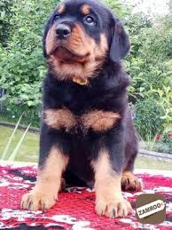 Find rottweilers for sale in chattanooga on oodle classifieds. Rottweiler Puppies For Adoption Pondicherry Zamroo