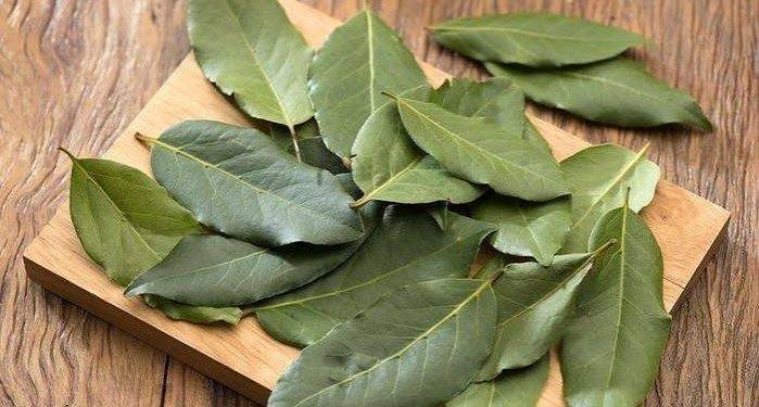 Daun Salam