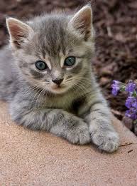 Black And Grey Tabby Kittens Composed Kitten Tabby Kitten Kittens Cutest Pretty Cats
