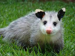Amanda Eastman Happy Animals Awesome Possum Opossum