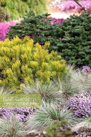 The Winter Garden At The Bressingham Gardens Is The Inspirational Creation Of Adrian Bloom Winter Garden Conifers Garden Garden Design