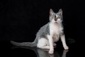 Lykoi Cats Werewolf Cat Lykoi Cat Cats