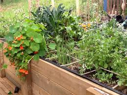 This will loosen the soil, help it aerate and give enough room for the roots to grow and spread. My Little Vegie Patch Really Starting To Produce Veggie Garden Garden Plants