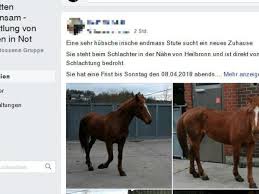 Ivanka zaharieva added a new photo to the album: Vermittlung Von Pferden In Not Wie Ein Pferdeschlachter Auf Facebook Mit Dem Mitleid Anderer Geld Macht Shz De