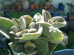 Pin On Cactus Plants