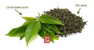 Uống trà xanh mỗi ngày rất tốt cho sức khỏe, 24 tác dụng của uống trà xanh đúng cách mỗi ngày, uống trà xanh có giảm mỡ bụng giảm cân không việc uống trà xanh hàng ngày có tác dụng tốt cho sức khỏe bà bầu, tăng cường sức khỏe, giảm huyết áp và lợi tiểu, đào thải độc tố, hỗ trợ giảm cân hiệu quả. La Tra Xanh TÆ°Æ¡i 6 Cong Dá»¥ng Cach Náº¥u Danh Tra