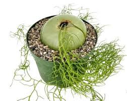 Image result for Bowiea volubilis