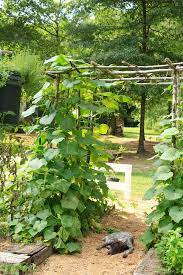 Be warned, these vines grow. Tips For Using A Garden Trellis To Grow Cucumbers Stacy Lyn Harris
