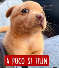 a poco si tilin