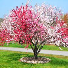 This strategy creates the curbside appeal that typically improves property value. Peppermint Flowering Peach Tree For Sale Online The Tree Center