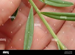 Image result for Polygala hottentotta