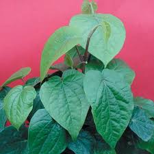 Betel Leaf Piper Betle Leaves Plant Leaves Edible Plants