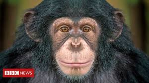 Tse è al centro di operazione senza precedenti contro. How Chimpanzees Bond Over A Movie Together Bbc News