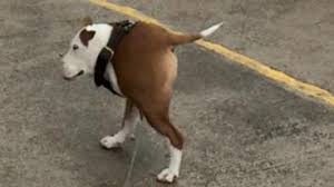 Take a look and enjoy few minutes in the animals world. Funny Animals