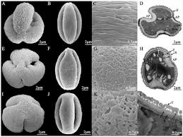 Image result for Dolichos junodii