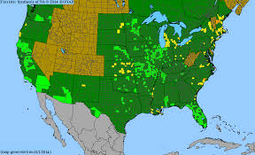 Image result for Lipocarpha micrantha