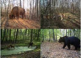 Disastro di chernobyl riassunto chernobyl oggi chernobyl mutazioni chernobyl morti chernobyl malformazioni. Chernobyl Gli Animali Si Sono Geneticamente Automodificati La Nuova Mappa Della Radioattivita Greenme