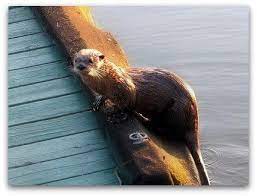 Sioux Narrows Ontario Otter Little River Lake View Narrows