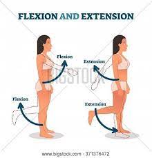 We did not find results for: Flexion Extension Vector Photo Free Trial Bigstock