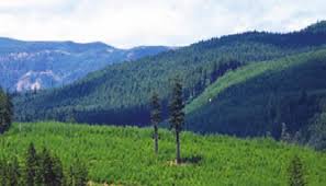 College of Forestry • Spring 2006