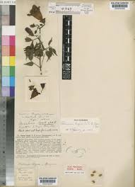 Image result for Podranea brycei