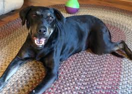 A Happy Life For Athena Humane Society Of Ventura County