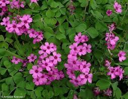 Image result for Oxalis debilis