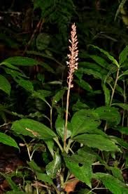 Image result for Goodyera