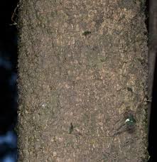 Image result for Leptaulus