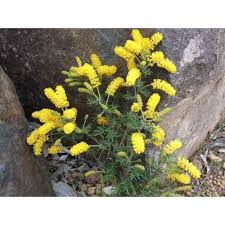 Image result for Vepris drummondii