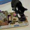 Making your cat hunt for food is a great way to appeal to their desire for physical and mental. 1