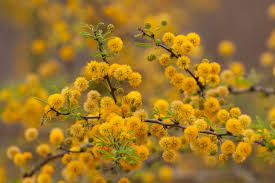 Image result for Acacia pentagona