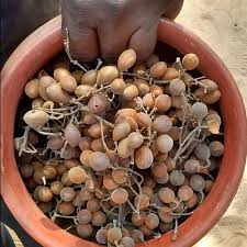 Image result for Dialium schlechteri