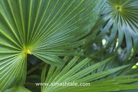 زراعة نخيل الواشنطونيا Washingtonia أو نخيل برتشارديا وكيفية رعايتها والعناية بها Plant Leaves Plants Green