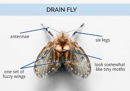 get rid of the pesty drain flies in