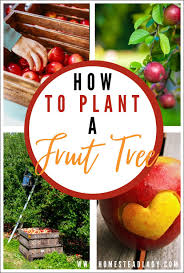 Alien technology by jens kiils. How To Plant A Fruit Tree Homestead Lady Fruit Trees Edible Garden Fruit