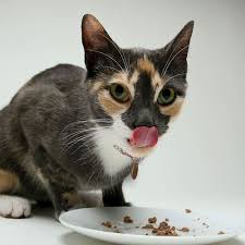 Check out the homemade cat toy ideas in this list for inspiration and make one today! Beat The Summer Heat With These Homemade Cooling Cat Treats Petfinder Homemade Cat Food Diy Cat Treats Cat Treats Homemade