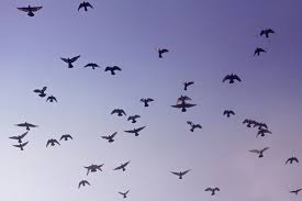 Free Images Birds In Flight Free Download Low Angle Photography Of Flock Of Bird Flying Birds Flying Photography Birds Flying Flock Of Birds