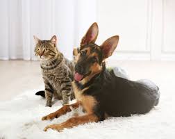 We did not find results for: Why Is My German Shepherd Obsessed With My Cat