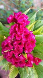 Cristata and belong to amaranthaceae. Warisan Petani Pokok Bunga Balung Ayam