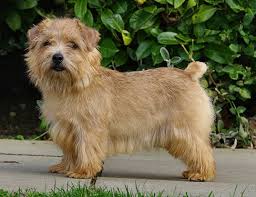 Both the norfolk, and the norwich terrier, were once both called norwich terriers. Norfolk Terrier Info Temperament Puppies Grooming Pictures