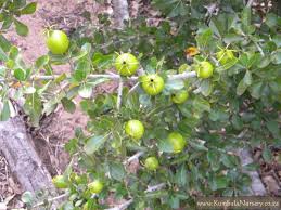 Image result for Gardenia cornuta