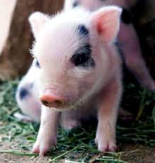 Znalezione obrazy dla zapytania zdjÄcia sÅodkich zwierzÄt