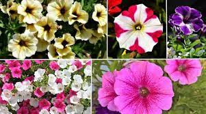 Check spelling or type a new query. Petunia Flowers Planting Growing And Caring For Petunia Plants