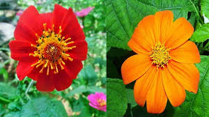 Dengan mengkonsumsi daun afrika secara rutin maka akan mengembalikan kesehatan jantung kamu. Manfaat Daun Insulin Menurunkan Gula Darah Untuk Penderita Diabetes